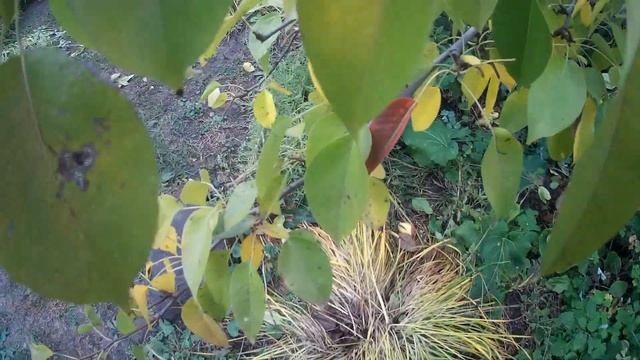 Осенние картинки. Деревня, природа, кошки.