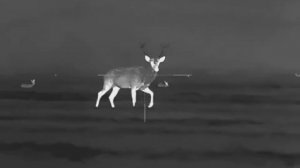 Тепловизионный прицел Сутонг