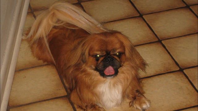 Pekingese Named Puckie смотреть онлайн