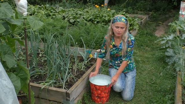 Как увеличить урожай огурцов смотреть онлайн