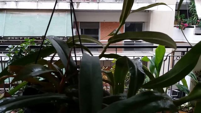 Вредители наших растений. Афиды и непентес. смотреть онлайн