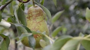 Саженцы сорта груши Таврическая