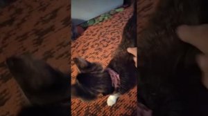 Кот раздирает рану на шее. Что делать, чем лечить?