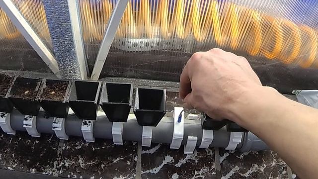 Фитильный полив для рассады удачный опыт