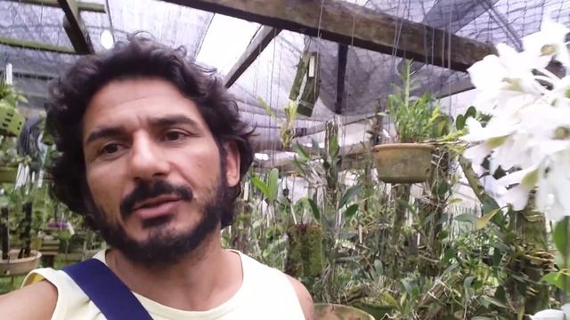 Orquídea Dendrobium sandarae смотреть онлайн