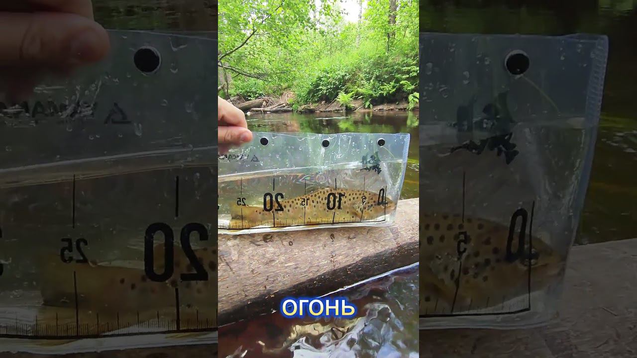 Ручьевая форель 2 смотреть онлайн