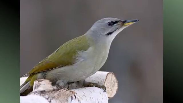 Голоса птиц-Седоголовый дятел — Picus canus смотреть онлайн