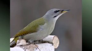 Голоса птиц-Седоголовый дятел — Picus canus