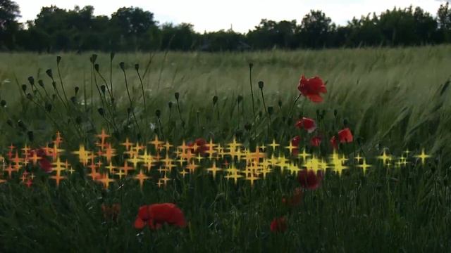 Красивые цветы МАКИ в поле с колосьями - Beautiful flowers poppies in the field with ears смотреть онлайн
