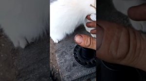 Устранение гавкания двигателя мтз на холостом ходу.