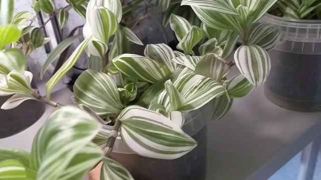 Обзор самых НЕПРИХОТЛИВЫХ растений?Традесканции?Лесные кактусы?Укоренение ФИЛОДЕНДРОНА?ГИНУРЫ?Грунт смотреть онлайн