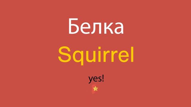 Белка по-английски