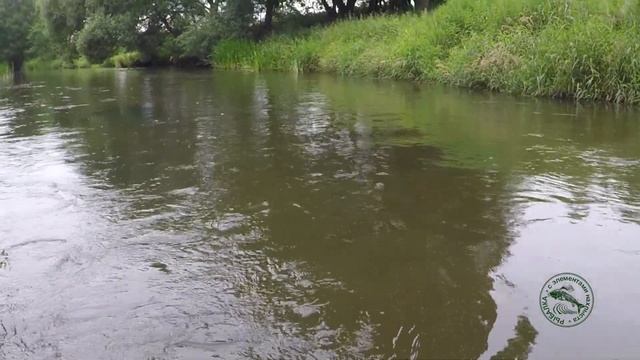 Ловля рыбы методом Тенкара на мушку Кебари. смотреть онлайн