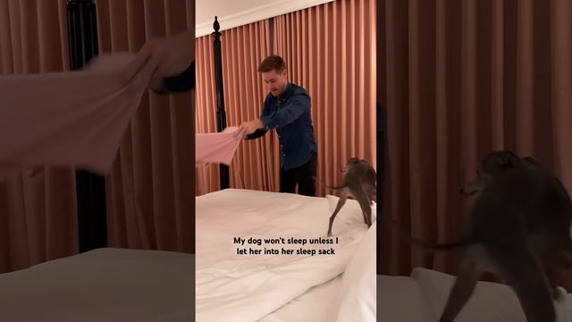 Italian Greyhound Needs to be Tucked Into Bed смотреть онлайн