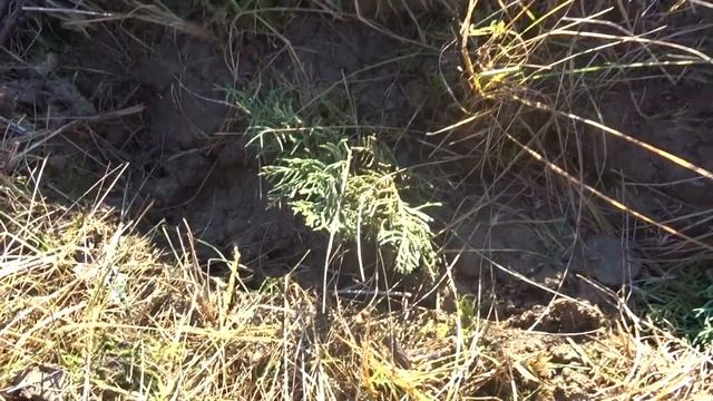 Можжевельник казацкий часть 1(б) смотреть онлайн