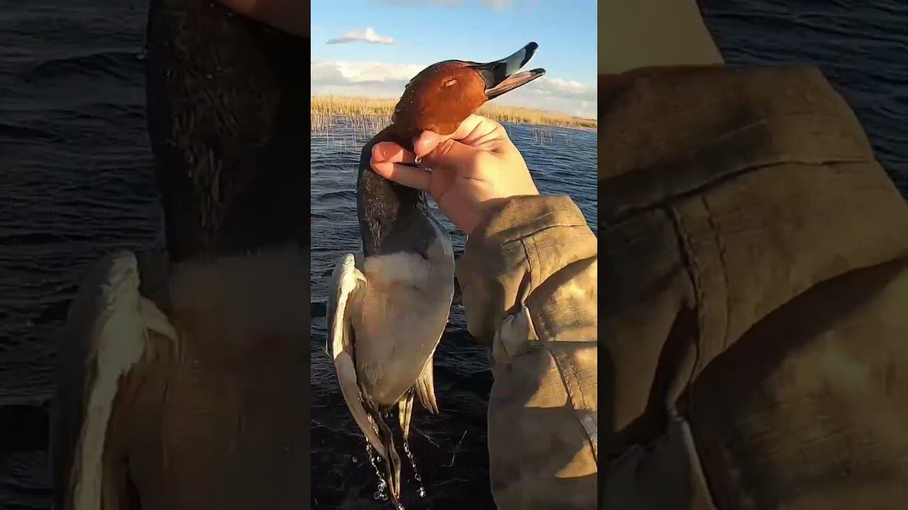 Охота на селезня утки весной. #охотанауток #охотанагуся #охотаназайца смотреть онлайн