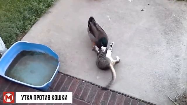 Вот на что Способен Кот в Ярости против Диких Животных.mp4 смотреть онлайн