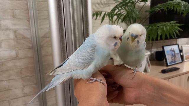 Волнистый попугай разговаривает со своим отражением в зеркале. смотреть онлайн