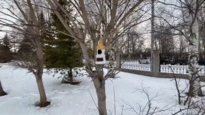 Шарыпово. Всё о городе в 4К