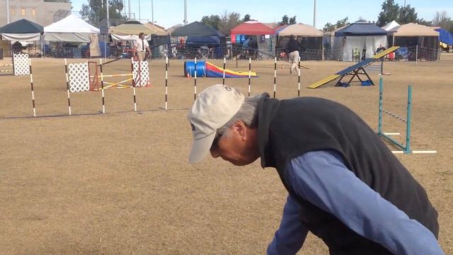 Various BASENJI AGILITY MASTER Class смотреть онлайн