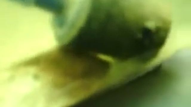 Щитень Triops cancriformis из моей коллекции. Молодая адультная особь чуть старше 3-х недель. смотреть онлайн
