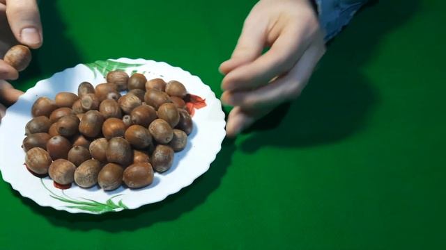 Желуди Красного дуба для самостоятельного проращивания смотреть онлайн
