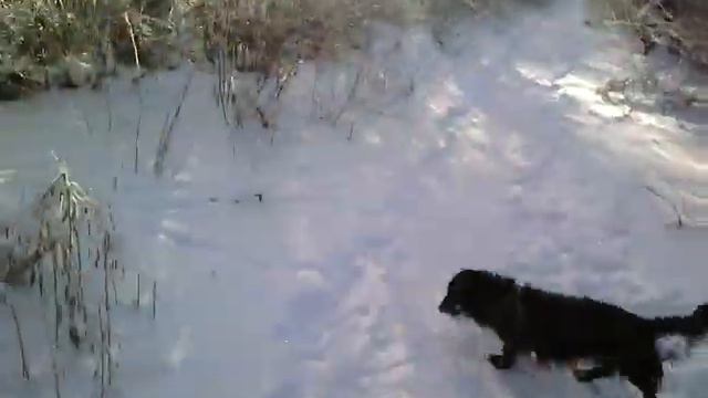 Зоя и Петруша на прогулке. 21.01.2014 смотреть онлайн