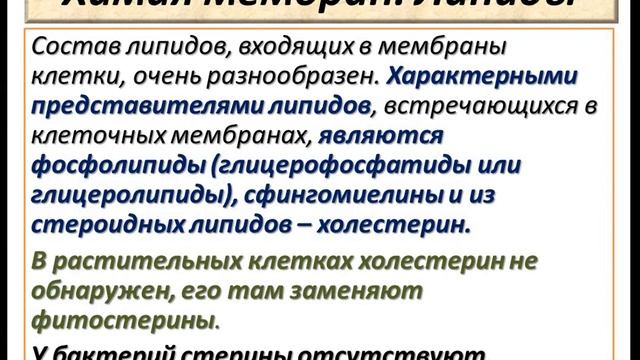 Цитология. Плазматическая мембрана. Ч.2. Липидный состав. смотреть онлайн