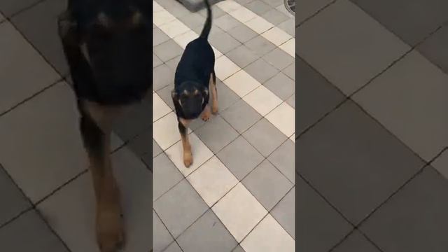 ОЧЕНЬ МИЛО! смотреть онлайн