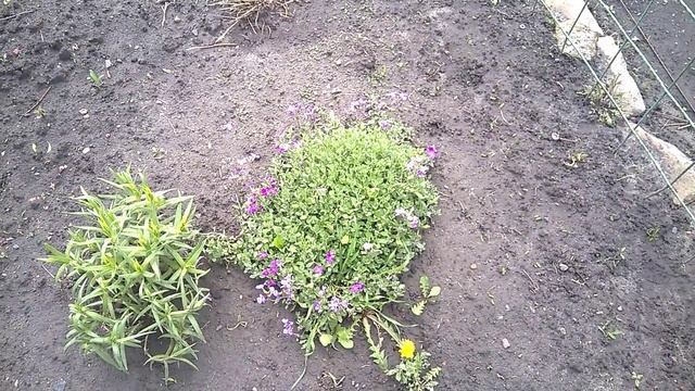 Підкажіть назву спіреї/Цвіте обрієта та флокс/Формую клумби. смотреть онлайн