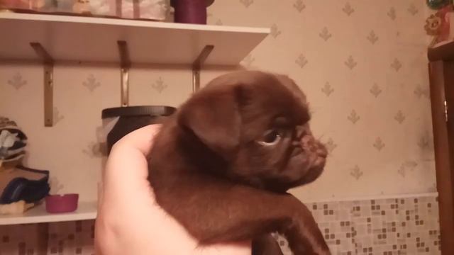 Несквик 1месяц.шоколадный пти брабансон. смотреть онлайн