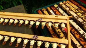 Мой косяк Потерял 52 матки за одну ночь Урок начинающим матководам