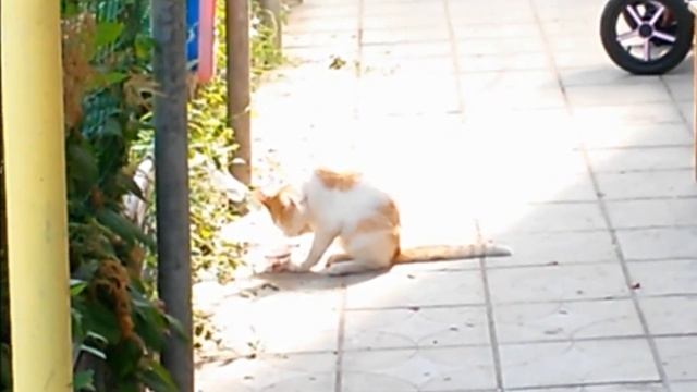Кот Бизон ест йогурт лапкой:) смотреть онлайн