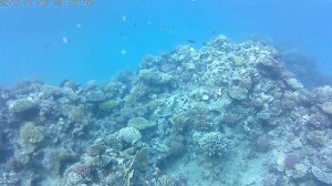 Риф у Отеля Novotel Sharm el Sheikh (Palm) 5*