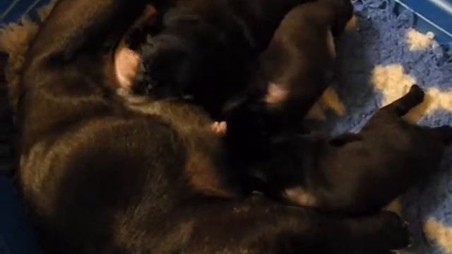 Щенки французского бульдога смотреть онлайн