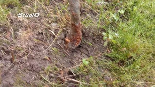 колоновидные яблони смотреть онлайн