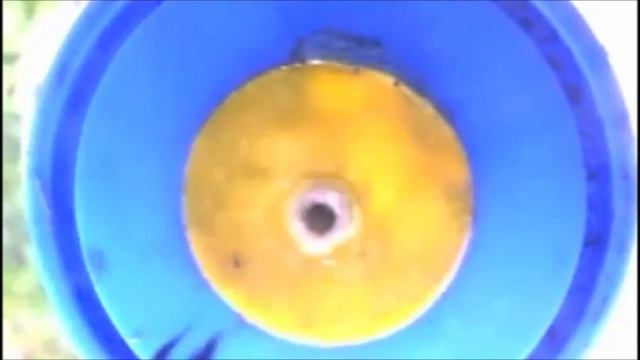 Monitoring Flower Visitation Networks and Interactions between Pairs of Bumble Bees in a Large смотреть онлайн