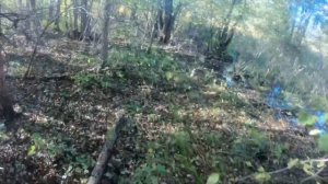 Загонная охота на кабана с русско-европейскими лайками, добыли кабанов, нашел трофей.