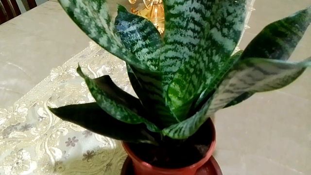 Сансевиерия ( Sansiverya).  Подробно об уходе, болезнях и вредителях.Влияние сансевиерин на человек