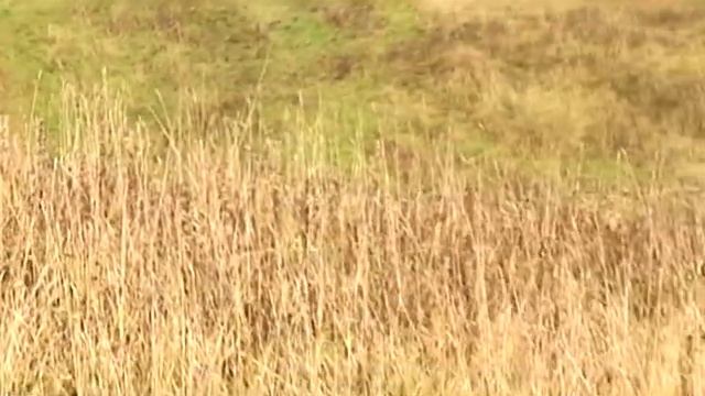 scorpion 250 смотреть онлайн