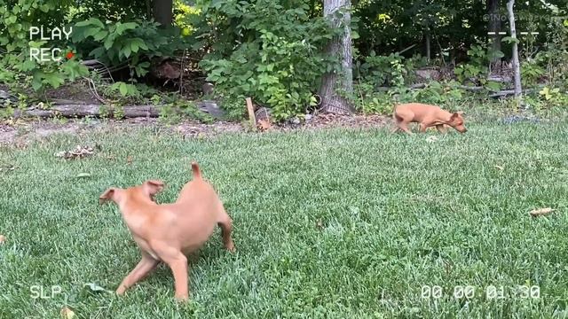 Looking for a Good breed of Dogs? Get a Miniature Pinscher смотреть онлайн