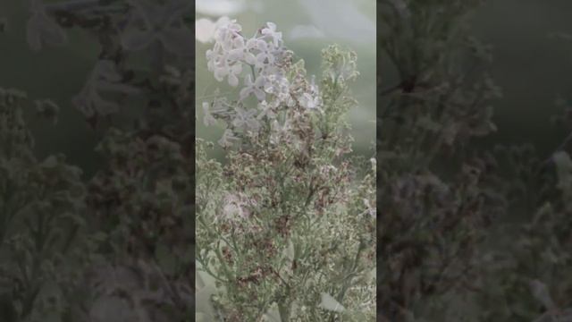 Стих. Цветёт сирень .Автор Пётр Чикалиди #стих #стихотворение #стихи смотреть онлайн