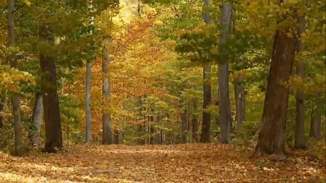 ЧОМУ ТАК ПЛАЧЕ СКРИПКА СКРИПАЛЯ