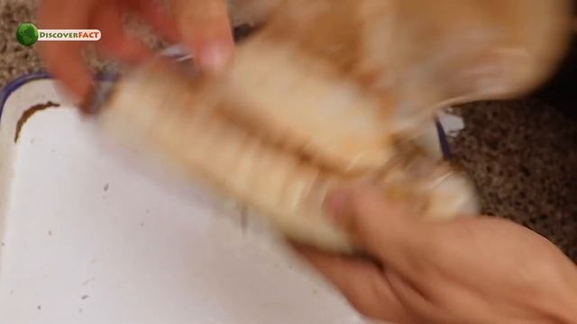 मोती कैसे बनता है, Moti Ki Kheti, How Pearls are Formed Naturally смотреть онлайн