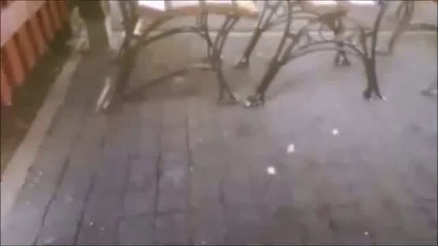 Wrobelki ZOO Zoo sparrows Воробьи Зоопарка смотреть онлайн