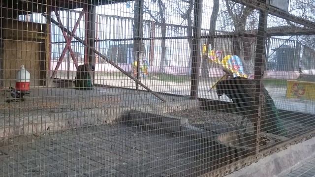 Новороссийск, "живность", "заключённая" в парке имени Фрунзе смотреть онлайн