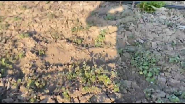 Хурма Зизифус в поле подготовка саженцев Россия | Растущая Таврида смотреть онлайн