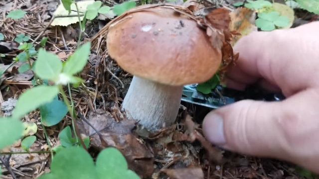 Хватит сидеть дома. Вставай и пошли за грибами. смотреть онлайн