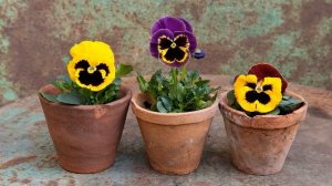 Посадка Анютиных глазок (виолы) в 2022 году