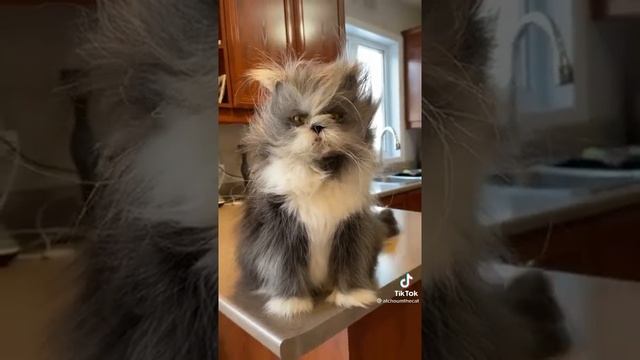 Ешкин кот существует смотреть онлайн